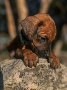 top rated ridgeback breeder puppies texas