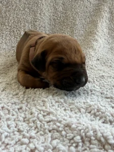 top rated ridgeback breeder puppies texas available