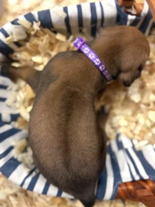 top rhodesian ridgeback puppies available texas