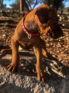 top rhodesian ridgeback puppies for sale texas