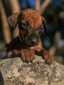 trusted rhodesian ridgeback breeder puppies texas