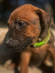 trusted rhodesian ridgeback breeder puppies texas available