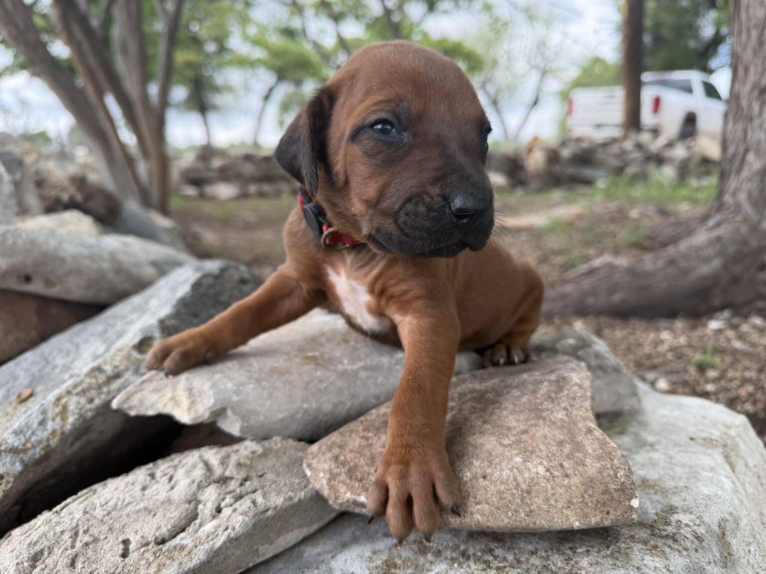 Rhodesian Ridgeback Puppies 2026 Available Now - Rhodesian Ridgeback ...