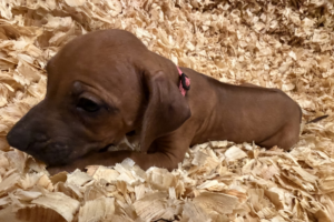 Female Rhodesian Ridgeback Puppy for sale near me