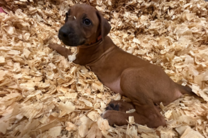 Female Rhodesian Ridgeback Puppy for sale near meFemale Rhodesian Ridgeback Puppy for sale near me