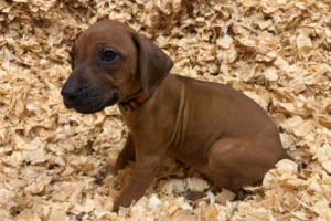 Female Rhodesian Ridgeback Puppy for sale near me