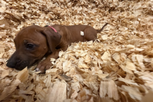 Female Rhodesian Ridgeback Puppy for sale near me
