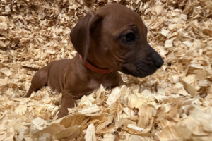 Female Rhodesian Ridgeback Puppy for sale near me
