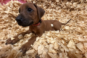 Female Rhodesian Ridgeback Puppy for sale near me