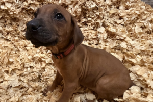 Female Rhodesian Ridgeback Puppy for sale near me