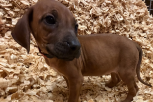 Female Rhodesian Ridgeback Puppy for sale near me