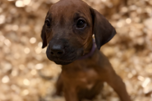Female Rhodesian Ridgeback Puppy for sale near me