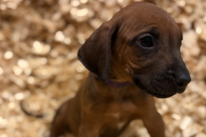 Female Rhodesian Ridgeback Puppy for sale near me