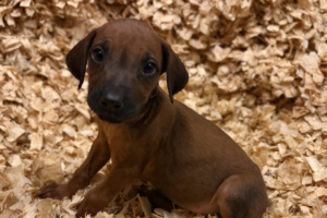 Female Rhodesian Ridgeback Puppy for sale near me