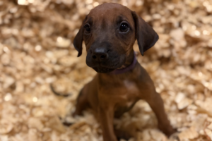 Female Rhodesian Ridgeback Puppy for sale near me