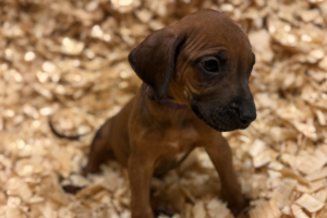 Female Rhodesian Ridgeback Puppy for sale near me