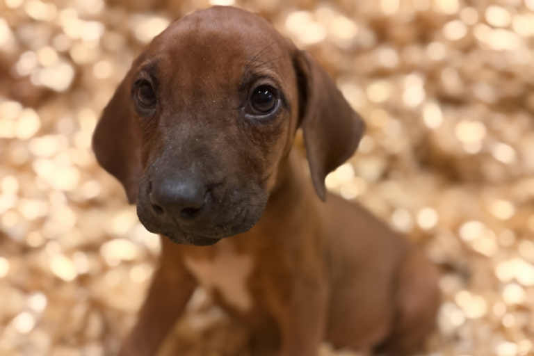 Female Rhodesian Ridgeback Puppy for sale near me