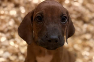 Female Rhodesian Ridgeback Puppy for sale near me
