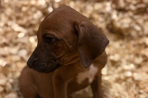 Female Rhodesian Ridgeback Puppy for sale near me
