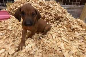 Male Rhodesian Ridgeback Puppy for sale near me