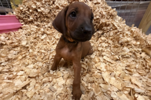 Male Rhodesian Ridgeback Puppy for sale near me