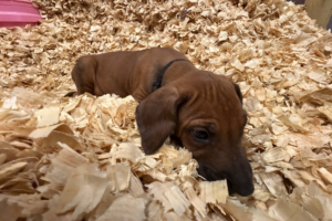 Male Rhodesian Ridgeback Puppy for sale near me