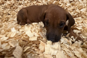Male Rhodesian Ridgeback Puppy for sale near me