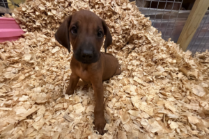 Male Rhodesian Ridgeback Puppy for sale near me