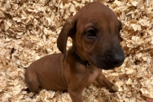 Male Rhodesian Ridgeback Puppy for sale near me