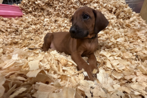 Male Rhodesian Ridgeback Puppy for sale near me