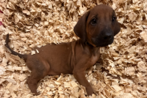 Male Rhodesian Ridgeback Puppy for sale near me