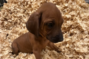 Male Rhodesian Ridgeback Puppy for sale near me