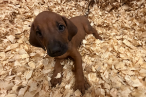 Male Rhodesian Ridgeback Puppy for sale near me