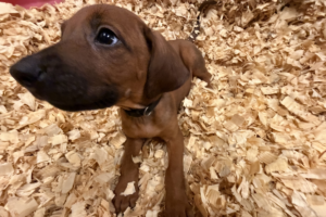 Male Rhodesian Ridgeback Puppy for sale near me