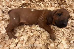 Male Rhodesian Ridgeback Puppy for sale near me