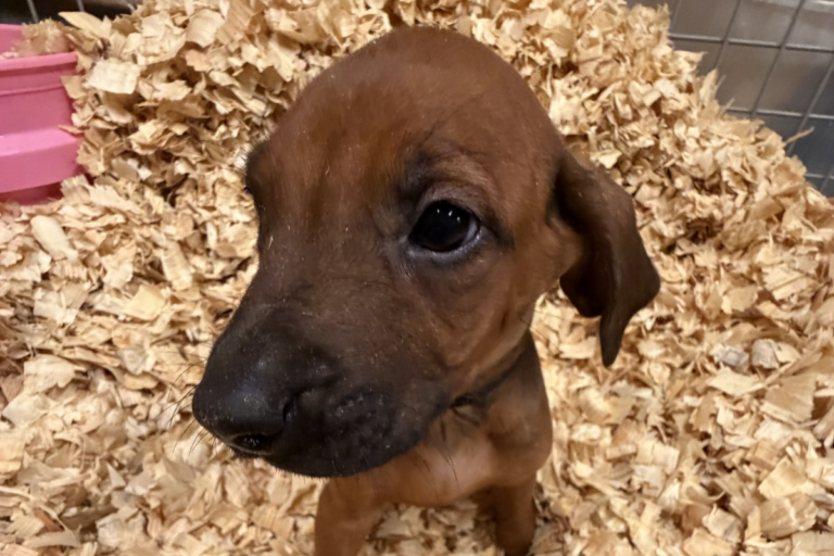 Male Rhodesian Ridgeback Puppy for sale near me