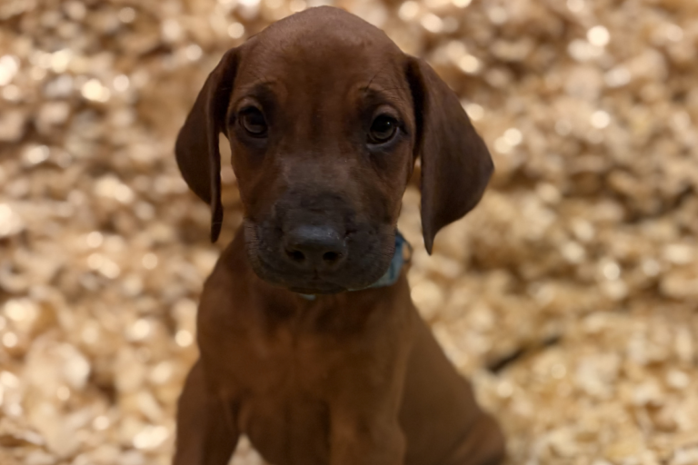 Male Rhodesian Ridgeback Puppy for sale near me