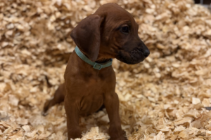 Male Rhodesian Ridgeback Puppy for sale near me
