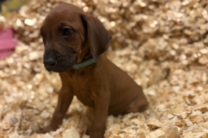 Male Rhodesian Ridgeback Puppy for sale near me