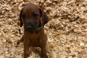 Male Rhodesian Ridgeback Puppy for sale near me