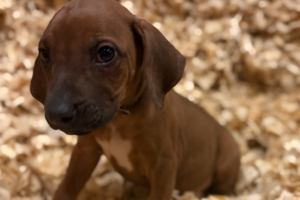Male Rhodesian Ridgeback Puppy for sale near me