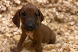 Male Rhodesian Ridgeback Puppy for sale near me