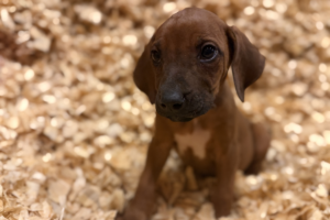 Male Rhodesian Ridgeback Puppy for sale near me