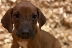 Male Rhodesian Ridgeback Puppy for sale near me