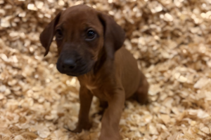 Female Rhodesian Ridgeback Puppy for sale near me