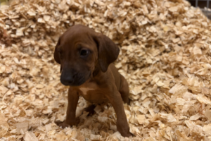 Female Rhodesian Ridgeback Puppy for sale near me