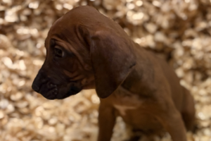 Female Rhodesian Ridgeback Puppy for sale near me