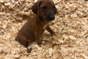Female Rhodesian Ridgeback Puppy for sale near me