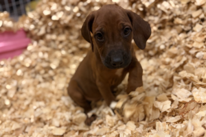 Female Rhodesian Ridgeback Puppy for sale near me