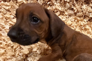 rhodesian ridgeback puppies yellow for sale
